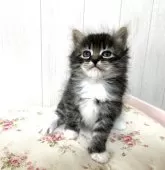 サイベリアン【千葉県・女の子・2025年9月21日・ブラウンタビーアンドホワイト】の写真6