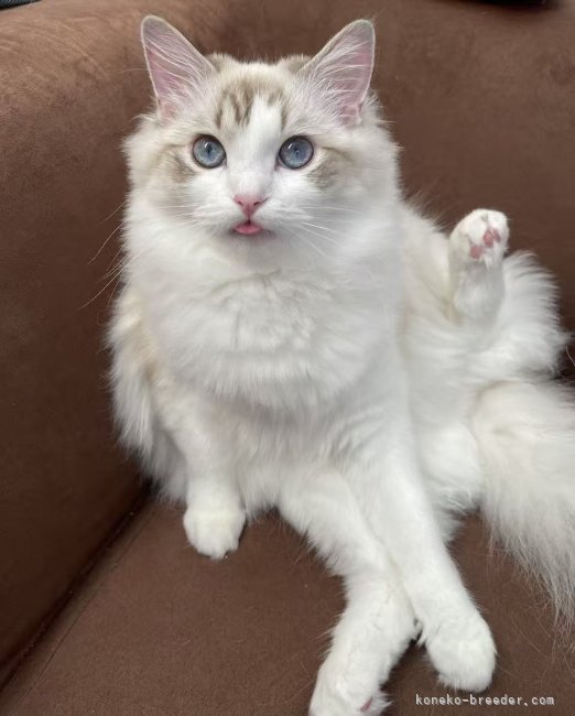 福富紫霄ブリーダー