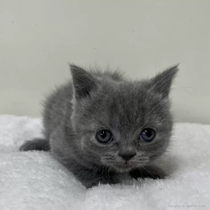 ID：2504-01704の子猫