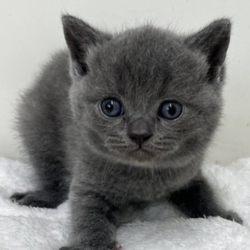 ブリティッシュショートヘア【愛知県・男の子・2025年7月14日・ブルー】の写真「紹介文をご覧ください」