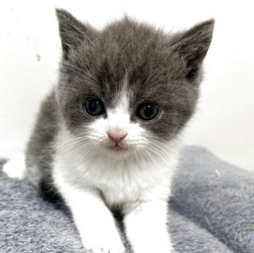 ブリティッシュショートヘア【愛知県・男の子・2025年9月28日・ブルー&ホワイト】の写真「紹介文をご覧ください」