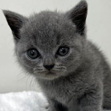 ブリティッシュショートヘア【愛知県・男の子・2025年8月2日・ブルー】の写真「紹介文をご覧下さい」