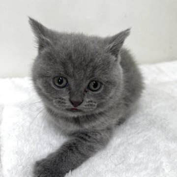 ブリティッシュショートヘア【愛知県・男の子・2025年7月5日・ブルー】の写真「紹介文をご覧ください」