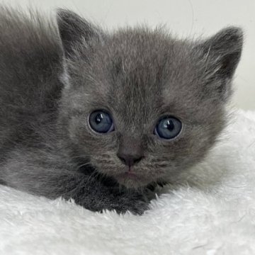 ブリティッシュショートヘア【愛知県・女の子・2025年7月14日・ブルー】の写真「紹介文をご覧ください」