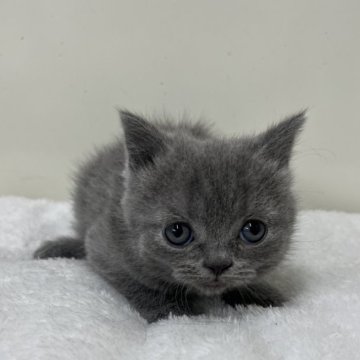 ブリティッシュショートヘア【愛知県・男の子・2025年3月13日・ブルー】の写真「紹介文をご覧ください」