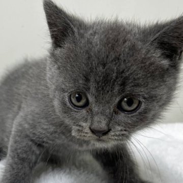 ブリティッシュショートヘア【愛知県・男の子・2025年6月4日・ブルー】の写真「紹介文をご覧ください」