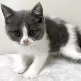 ブリティッシュショートヘア