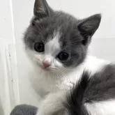 ブリティッシュショートヘア