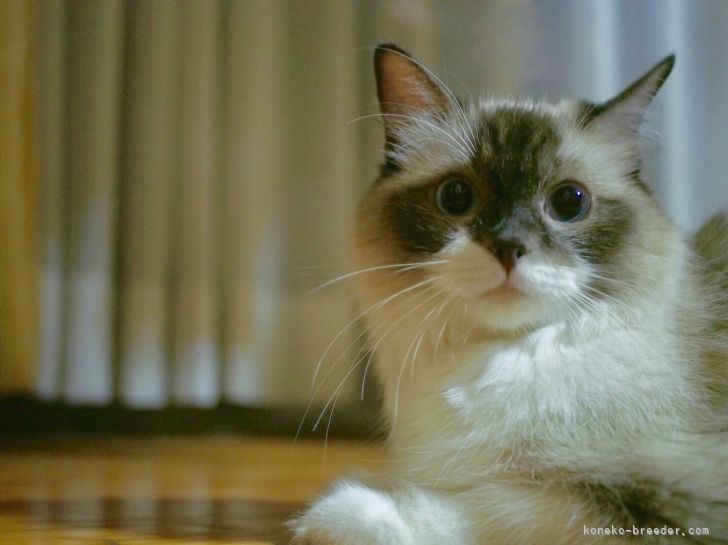 モカちゃん💕｜櫻井　純子(さくらい　じゅんこ)ブリーダー(岐阜県・ラグドール・ICC登録)の紹介写真2