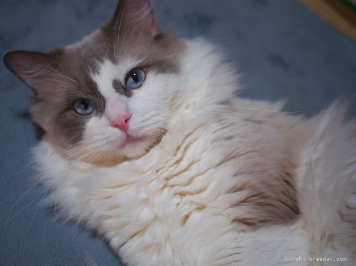 ラテくん💕｜櫻井　純子(さくらい　じゅんこ)ブリーダー(岐阜県・ラグドール・ICC登録)の紹介写真3