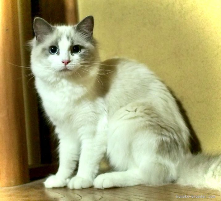 ゆきちゃん💕｜櫻井　純子(さくらい　じゅんこ)ブリーダー(岐阜県・ラグドール・ICC登録)の紹介写真4