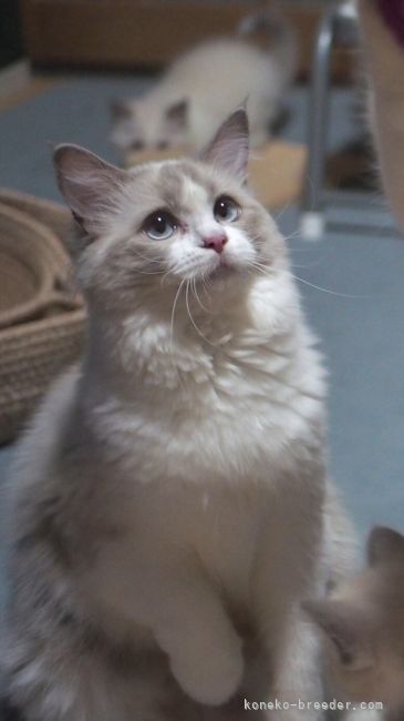 はなちゃん💕｜櫻井　純子(さくらい　じゅんこ)ブリーダー(岐阜県・ラグドール・ICC登録)の紹介写真6