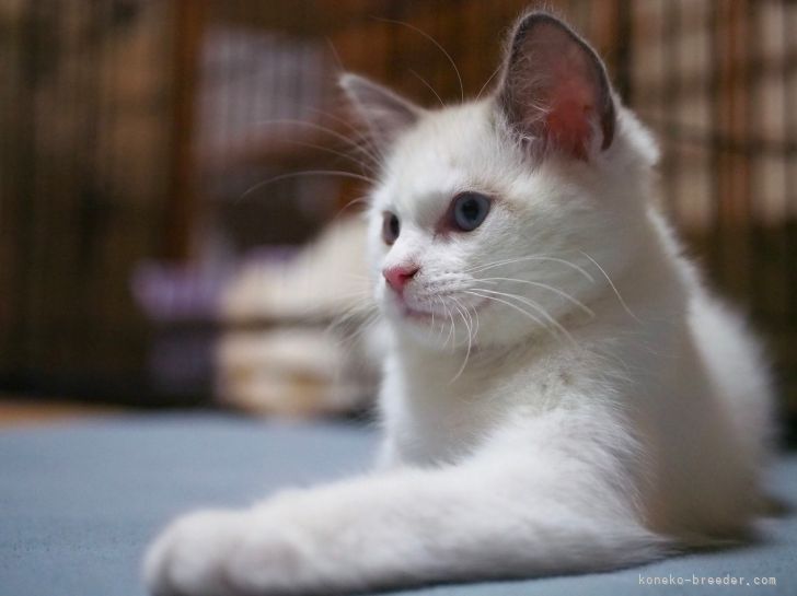 ふぅちゃん💕｜櫻井　純子(さくらい　じゅんこ)ブリーダー(岐阜県・ラグドール・ICC登録)の紹介写真7