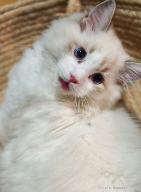 ぽぽくん💕｜櫻井　純子(さくらい　じゅんこ)ブリーダー(岐阜県・ラグドール・ICC登録)の紹介写真8