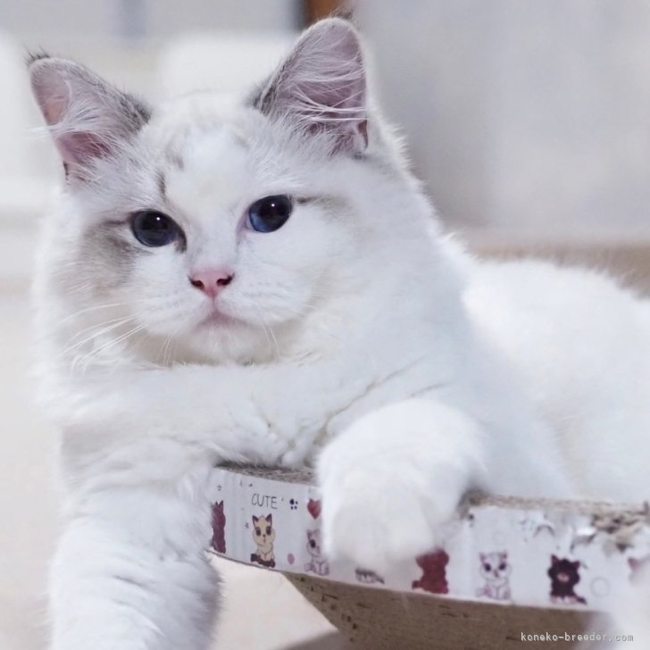 櫻井純子ブリーダー