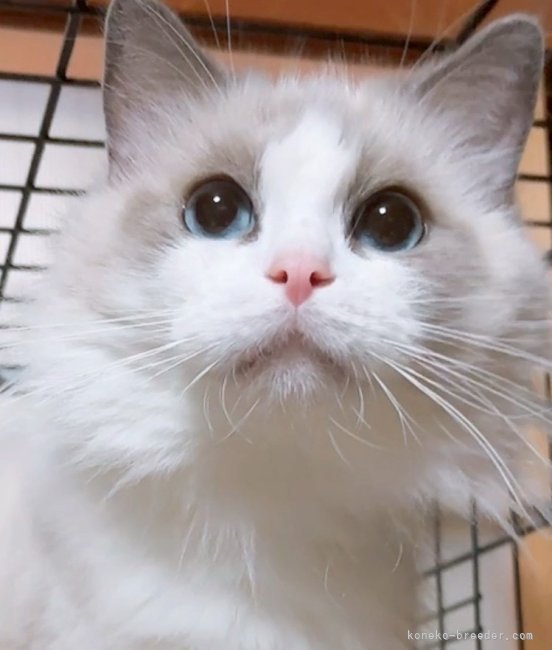 櫻井純子ブリーダーのブログ：ユキちゃん陣痛始まりましたー👏🏻