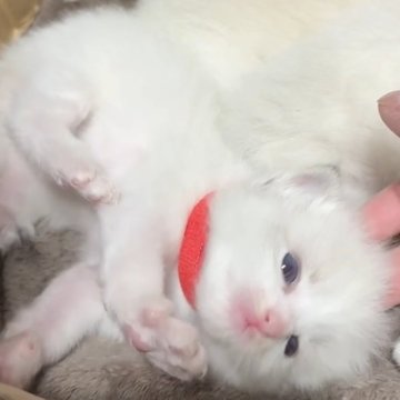 ラグドール【岐阜県・男の子・2024年11月1日・シールリンクスポイントバイカラー】の写真「超イケメン子ニャンコ将来有望くん💖」