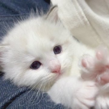 ラグドール【岐阜県・男の子・2023年10月22日・シールリンクスポイントバイカラー】の写真「遊ぶの大好き🥳かまってちゃん❤️」