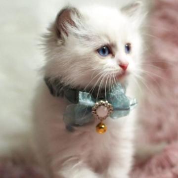 ラグドール【岐阜県・女の子・2022年11月20日・ブルーポイントバイカラー】の写真「甘え上手な女の子😸
(あおちゃん)」