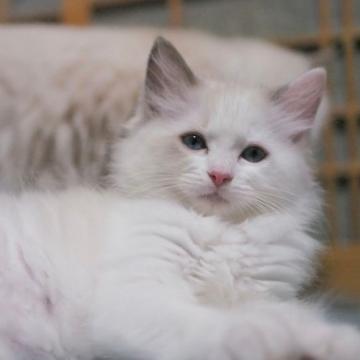 ラグドール【岐阜県・男の子・2022年6月26日・ブルーポイントバイカラー】の写真「穏やかで穏和な性格です☺️」