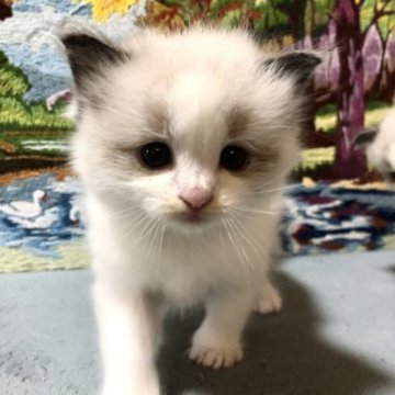 ラグドール【岐阜県・女の子・2023年4月29日・シールポイントバイカラー】の写真「ころぷにキュート🩷
🌟かわゆさ100%」