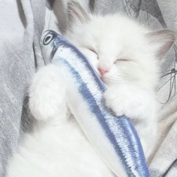 ラグドール【岐阜県・女の子・2024年8月6日・ブルーポイントバイカラー】の写真「私の一推し✨美人です♡　お散歩大好き💕」