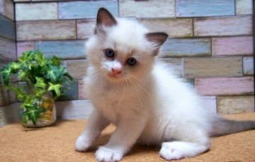 ラグドール【岐阜県・男の子・2021年10月9日・シールポイントバイカラー（ふわふわシルク）】の写真「全力で遊びます。」