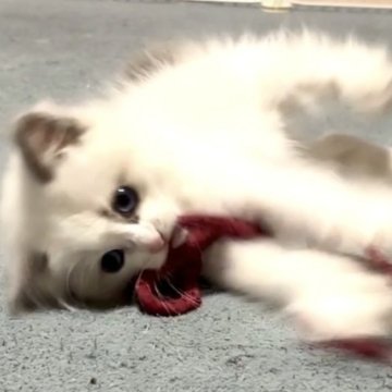 ラグドール【岐阜県・男の子・2024年1月19日・ブルーポイントバイカラー】の写真「とってもかわいい
おチビちゃん💕」