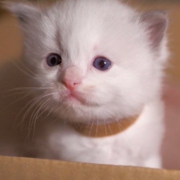 ラグドール【岐阜県・女の子・2024年1月19日・ブルーポイントバイカラー】の写真「食欲旺盛😋
まんまるボディ」