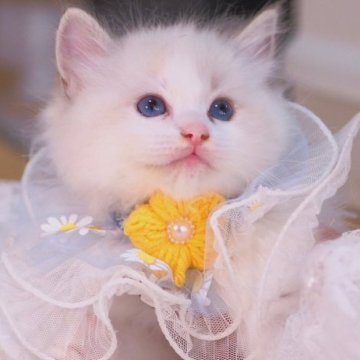 ラグドール【岐阜県・男の子・2023年9月4日・シールリンクスポイントバイカラー】の写真「つぶらなお目目がたまりません👀
パパ(海外産)」