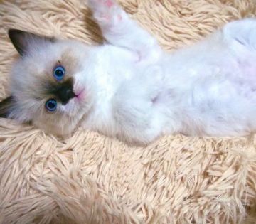 ラグドール【岐阜県・男の子・2021年10月9日・シールポイントバイカラー（ふわふわシルク）】の写真「天然ですか？😁✨価格交渉可能✨
お問合せ下さい。」