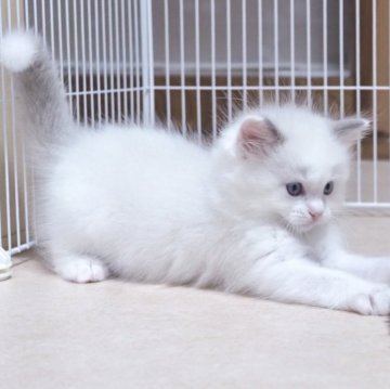 ラグドール【岐阜県・男の子・2024年9月1日・ブルーポイントバイカラー】の写真「お耳の縁取りホワイトライン&キャンドルテール」