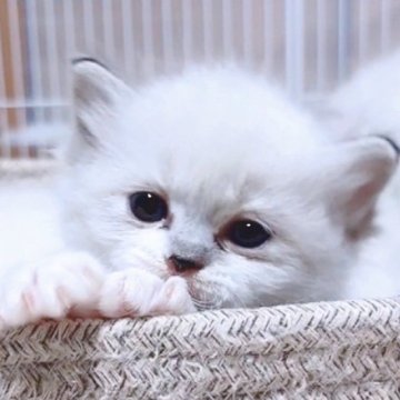 ラグドール【岐阜県・女の子・2024年11月1日・シールリンクスポイントバイカラー】の写真「おっとりおとなしめなキューティーベイビー💖」