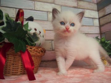 ラグドール【岐阜県・女の子・2022年5月2日・ブルーポイントバイカラー】の写真「整ったお顔だち！」