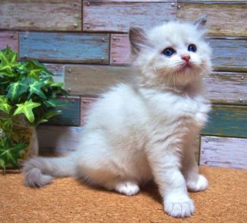 ラグドール【岐阜県・女の子・2021年10月9日・ブルーポイントバイカラー（ふわふわシルク）】の写真「とにかく甘えん坊です。」