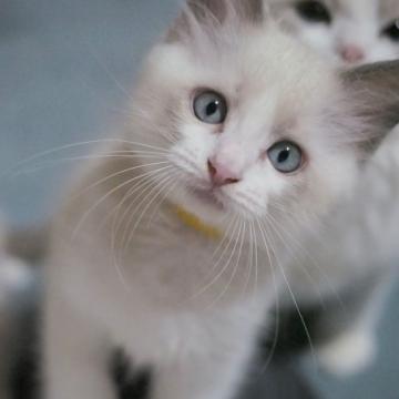 ラグドール【岐阜県・男の子・2022年6月26日・ブルーポイントバイカラー】の写真「お膝が大好き💕」