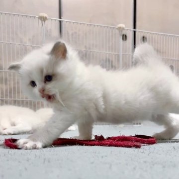 ラグドール【岐阜県・男の子・2024年1月19日・ブルーポイントバイカラー】の写真「食欲旺盛😋遊ぶの大好きニャン」