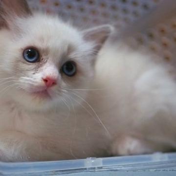 ラグドール【岐阜県・男の子・2022年5月2日・ブルーポイントバイカラー】の写真「おっとりさんの甘えん坊くん💕」