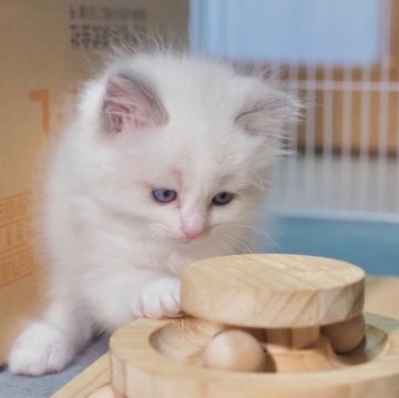 ラグドール【岐阜県・男の子・2024年1月19日・ブルーポイントバイカラー】の写真「コロコロボディの男の子🧢
とても愛嬌のある子です」