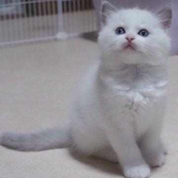 ラグドール【岐阜県・男の子・2024年9月1日・ブルーポイントバイカラー】の写真「私の1推し！イケメンになる予感」