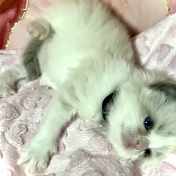 ラグドール【岐阜県・女の子・2024年1月5日・ブルーポイントバイカラー】の写真「クリクリおめめがチャームポイント
唯一の女の子🎀」