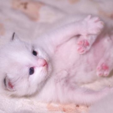 ラグドール【岐阜県・男の子・2023年10月22日・シールリンクスポイントバイカラー】の写真「よく食べ😋よく眠る💤
コロコロころんくん」