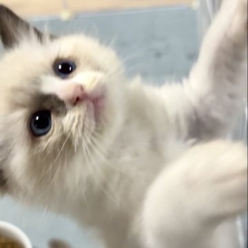 ラグドール【岐阜県・女の子・2023年12月7日・シールポイントバイカラー】の写真「🌟価格交渉受付中🌟
お気軽にお問合せ下さい🙇」