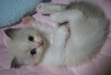 ラグドール【岐阜県・女の子・2022年6月26日・ブルーポイントバイカラー】の写真「おちゃめな脱走犯❣️」