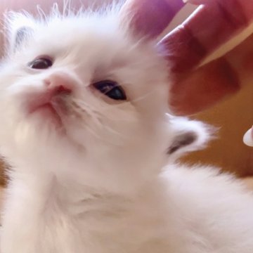 ラグドール【岐阜県・男の子・2024年10月20日・ブルーポイントバイカラー】の写真「人が好きです♡特になでなではたまらな〜い🫠」