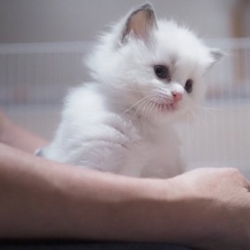 ラグドール【岐阜県・男の子・2024年8月6日・ブルーポイントバイカラー】の写真「真っ白な毛色でコロコロかわいい子」