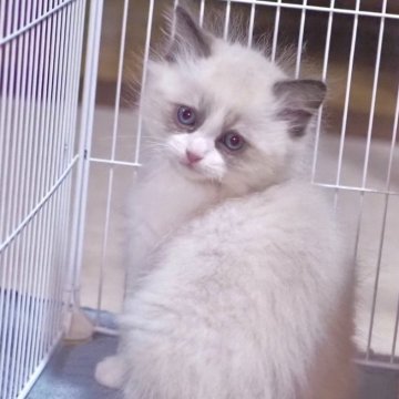 ラグドール【岐阜県・男の子・2023年12月7日・シールポイントバイカラー】の写真「🌟とっても甘えん坊🌟
お手手にハート❤️❤️」