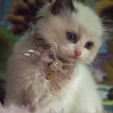 ラグドール【岐阜県・女の子・2022年11月20日・シールポイントバイカラー】の写真「抱っこ大好きニャン😸(目ヂカラめめちゃん)」