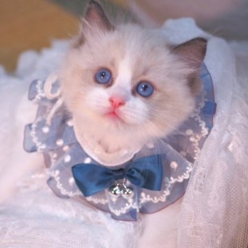 ラグドール【岐阜県・男の子・2023年9月4日・シールポイントバイカラー】の写真「パッチリ大きなお目目👀
クリクリ♡パパ(海外産)」