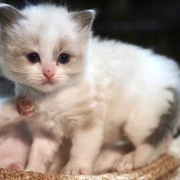 ラグドール【岐阜県・男の子・2023年3月13日・ブルーポイントバイカラー】の写真「抱っこの印象しかないくらいの抱っこ大好き😍」